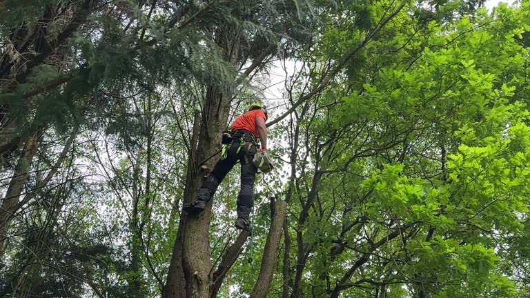 Mulching Services in Three Way, TN